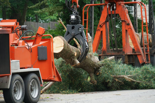 Best Arborist Services Near Me  in USA